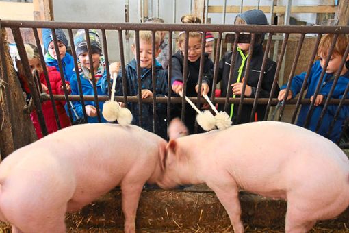 Die Kinder des  Kindergartens Sonnenstrahl aus Ebhausen massieren begeistert die Schweine Foto: Sonnenstrahl Foto: Schwarzwälder Bote