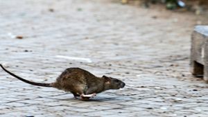 Stadt kämpft mit Giftködern gegen Ratten an