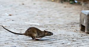 Ratten zählen zu den gefürchtetsten Schädlingen: In Balingen geht der Bauhof mit Hilfe von Giftködern gegen die Tiere vor. Foto: dpa/Bernd von Jutrczenka