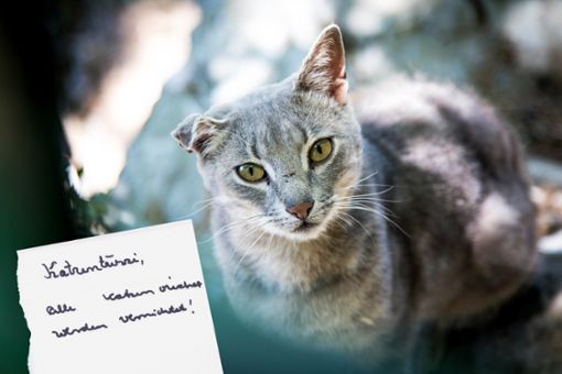 Alle Katzenviecher werden vernichtet droht ein anonymer Schreiber an. Foto: Pixabay/Tierschutzverein / Montage: Kleinau