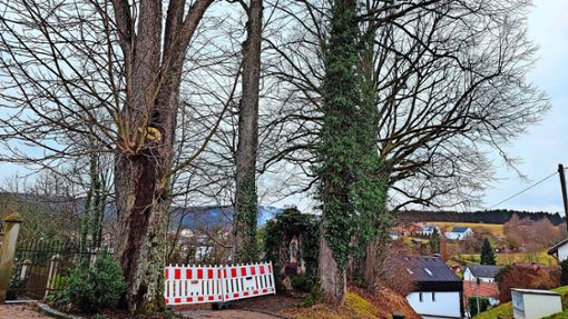 Über den Erhalt zweier Linden und einer alten Kastanie wird am Sonntag, 21. Januar, in Hausen am Tann abgestimmt. Foto: Marschal