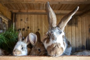 Zwei Kaninchen sind einem unbekannten Dieb am Montag in Leinfelden-Echterdingen in die Hände gefallen (Symbolbild). Foto: Jenny Sturm/Shutterstock