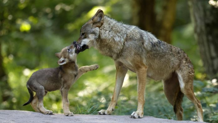 Gibt es bald die ersten Wolfsbabys im Land?