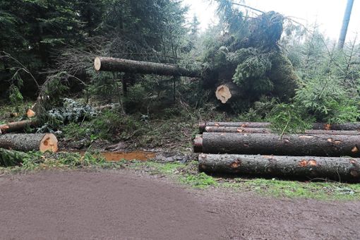 Rund 5000 Festmeter Holz seien Schätzungen zufolge angefallen. Foto: Eich