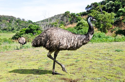 Ein Hemminger staunt nicht schlecht, als ein Straußenvogel in seinem Vorgarten steht - der Besitzer des Emus fängt das Tier mit einem 50 Meter langen Netz ein. Weitere Meldungen der Polizei aus der Region. (Symbolbild) Foto: Alberto Loyo/Shutterstock