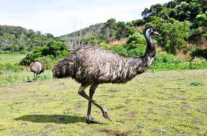 Ein Hemminger staunt nicht schlecht, als ein Straußenvogel in seinem Vorgarten steht - der Besitzer des Emus fängt das Tier mit einem 50 Meter langen Netz ein. Weitere Meldungen der Polizei aus der Region. (Symbolbild) Foto: Alberto Loyo/Shutterstock