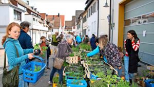 Gartenmarkt in Freudenstadt: Die letzte Tomate für den guten Zweck