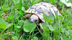 Skurriler Fall: Seit Monaten sucht eine Schildkröte nach ihrem Besitzer
