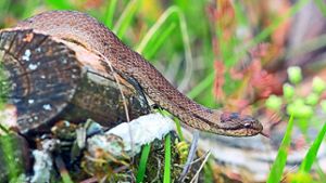 Schlangen zeigen sich – gibt es auch giftige im Kreis?