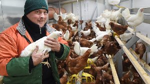 Stallpflicht für Hühner: Angst vor Kannibalismus