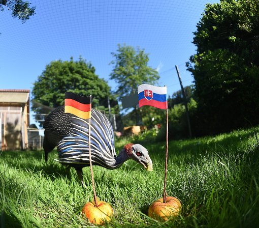 Deutschland adieu, die Slowakei gewinnt – das meint unser EM-Orakel, das Geierperlhuhn Fitz. Foto: Schwarzwälder-Bote