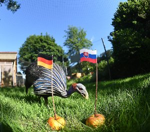 Deutschland adieu, die Slowakei gewinnt – das meint unser EM-Orakel, das Geierperlhuhn Fitz. Foto: Schwarzwälder-Bote