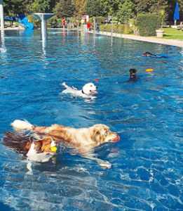 Der letzte Badetag im Außenbecken gehört den Hunden.  Foto: Stadt Nagold