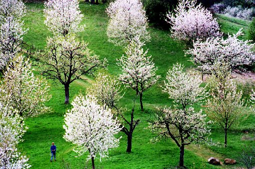 Obstblüte auf der Zollernalb: Für den Erhalt und die Pflege der Streuobstbäume gibt es Geld vom Land. Foto: Archiv Foto: Schwarzwälder-Bote