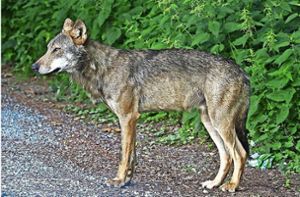 Der „Schluchsee-Wolf“ – hier eine Aufnahme aus dem Juni 2017 Foto: Forstliche Versuchs- und Forschungsanstalt  Freiburg
