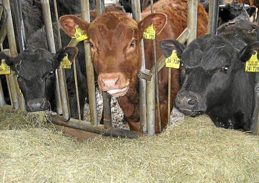 Die Rinder im Stall: Die Mutterkuhhaltung wird bei der Gläsernen Produktion begutachtet. Foto: Schwarzwälder Bote