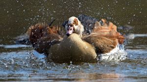 Nilgänse attackieren Kurpark-Enten