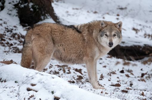Der Wolf: ein Dauer-Streitthema. Foto: dpa