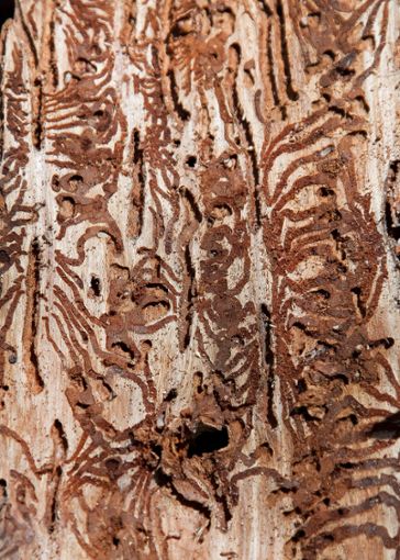 Hitze und Trockenheit schwächen die Fichten. Die Bäume können den Borkenkäfern dann wenig entgegensetzen. Hier ein Bild von den Fraßgängen der Käfer und seiner Larven unter der Rinde.   Foto: Pixabay Foto: Schwarzwälder Bote