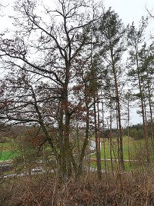 Die Gemeinde  Gechingen soll einen Teil ihres Waldes für Ausgleichsmaßnahmen im Zuge der Bauvorhaben für die Hermann-Hesse-Bahn abtreten.    Foto: Selter-Gehring