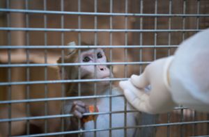 Keine Tierversuche mehr an Affen. Foto: dpa