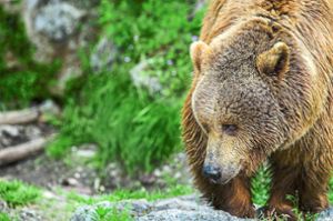 Eine neue Heimat im Schwarzwald: Die sollen bald auch zwei Zoobären aus Spanien bekommen. (Symbolbild) Foto: Pixabay
