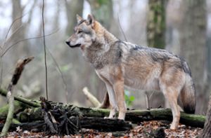 In Baden-Württemberg ist ein neuer Wolf nachgewiesen worden. (Symbolbild) Foto: dpa/Ingo Wagner