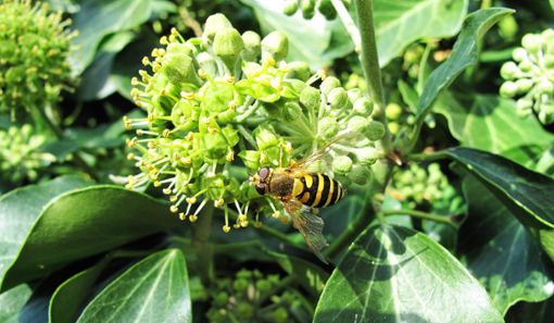 Als Kletterpflanze bietet der Efeu nicht nur Sichtschutz – er ist auch eine wichtige Futterpflanze für Insekten.  Foto: Gauggel Foto: Schwarzwälder Bote