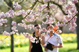 Besucher gehen im Schlossgarten in Schwetzingen an einer blühenden japanischen Zierkirsche vorbei.  Foto: Uwe Anspach/dpa