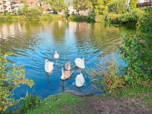 Die Schwanenfamilie im Bad Liebenzeller Stadtsee unternimmt immer wieder ihre Ausflüge. Foto: Ketterle
