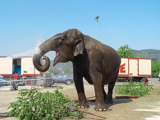 Um sein Bild von den Tieren in seinem Unternehmen zu ­vermitteln, legte der Zirkus Charles Knie eigens einen Flyer zum Thema  Zirkustiere auf und schickte ein Foto eines seiner Elefanten mit.  Foto: Zirkus Charles Knie