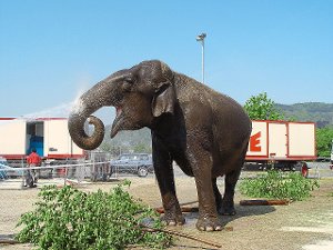 Um sein Bild von den Tieren in seinem Unternehmen zu ­vermitteln, legte der Zirkus Charles Knie eigens einen Flyer zum Thema  Zirkustiere auf und schickte ein Foto eines seiner Elefanten mit.  Foto: Zirkus Charles Knie
