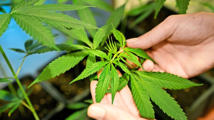 Diese Auflagen gelten für den Cannabis-Anbau