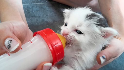 Katzenbaby Anton ist eines der Flaschenkinder, die durch Animal SOS aufgepäppelt wurden.  Fotos: privat Foto: Schwarzwälder Bote