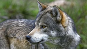 Verdacht auf Wolfs-Riss in Baiersbronn