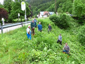 Die Knöterichgruppe von Bad Rippoldsau bei ihrer schweißtreibenden Arbeit an der steilen Uferböschung der Wolf. Foto: Schmid Foto: Schwarzwälder Bote