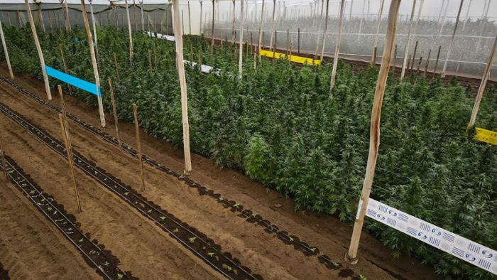 Anleger mit hohen Renditen für Cannabis-Pflanzen gelockt