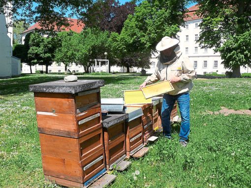 Klösterlichen Honig gibt’s auch von der Bienenweide im oberschwäbischen  Schussenried.  Foto: Joachim Moll Foto: Schwarzwälder Bote