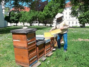 Klösterlichen Honig gibt’s auch von der Bienenweide im oberschwäbischen  Schussenried.  Foto: Joachim Moll Foto: Schwarzwälder Bote