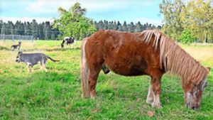 Ein harmonisches Bild: Pferd, Pony und Hunde können sich  auf dem Gelände in 24-Höfe frei bewegen. Foto: Sonja Störzer