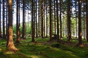 Fichten machen fast die Hälfte des Dautmergener Gemeindewalds aus. (Symbolfoto) Foto: photo 5000/ a href=http://Fotolia.com target=_blankstrongFotolia.com/strong/a