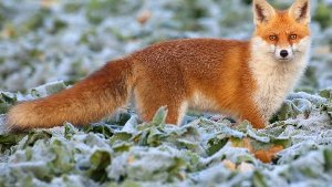 Traumatisierter Fuchs taucht im Garten auf