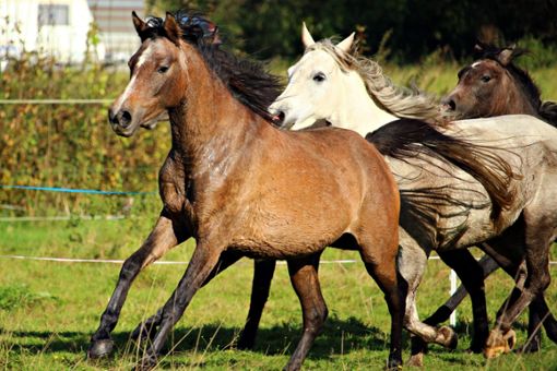Ein Zaun einer Pferdekoppel in Althengstett ist beschädigt worden. Daraufhin brachen zwei Pferde aus. (Symbolfoto) Foto: rihaij/pixabay