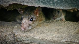 Das sind die Ratten-Hotspots