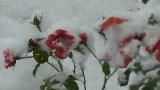 Wir zeigen die schönsten Schneebilder unserer Leser. Foto: Regina Schwenk