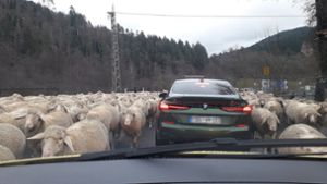 Die Schafe fühlen sich auch beim Überqueren der Bundesstraße wohl. Foto: Jambrek