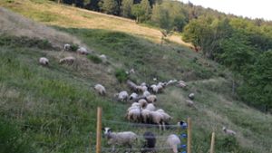 Der wolfssichere Zaun wurde mit viel Eigenleistung der Dorfgemeinschaft aufgestellt. Die Schafe verhindern ein Zuwuchern. Foto: Herzog