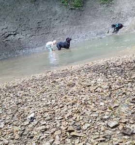 Unbefangenes Spiel am Junginger Wasserfall: Die Fotos sollen belegen, der umstrittene Burladinger Rottweiler ist ein Familienhund.  Foto: Privat