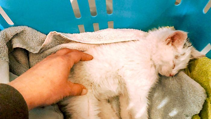Vergiftete Katze aus Brigachtal schwebt in Lebensgefahr