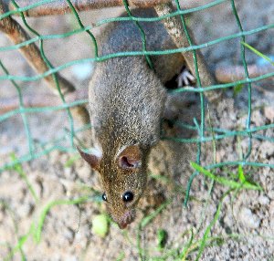 Ratten sehen oft putzig aus, verbreiten aber auch Krankheiten. Der Eigenbetrieb Entsorgung kontrolliert derzeit die Verbreitung der Nager in Hechingen. Foto: Burgi